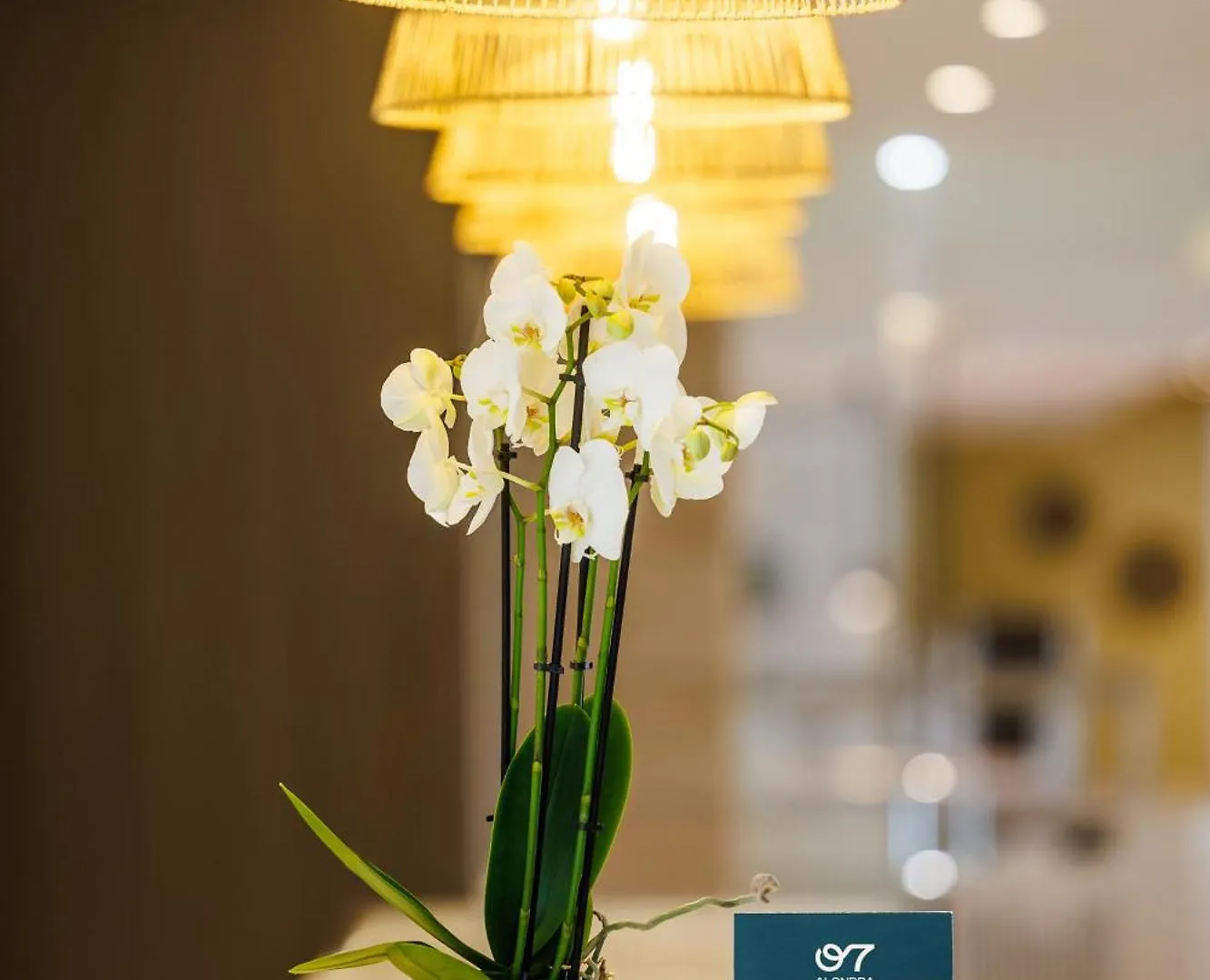 Hotel Alondra Cala Ratjada  3*, Cala Ratjada (Mallorca)